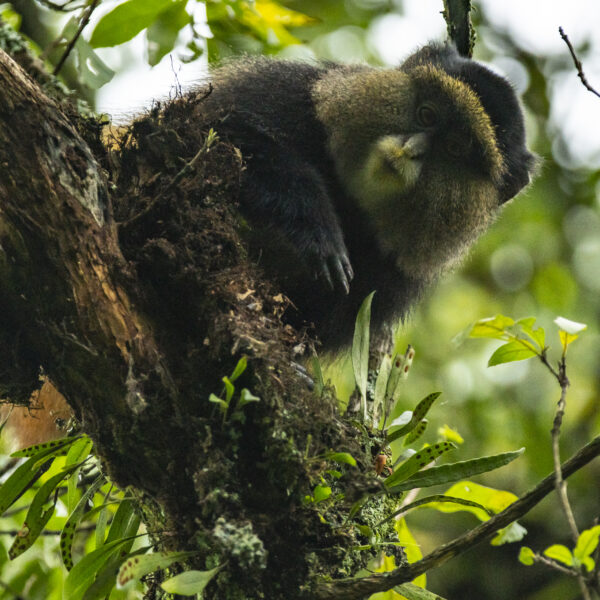 golden monkey trekking in rwanda