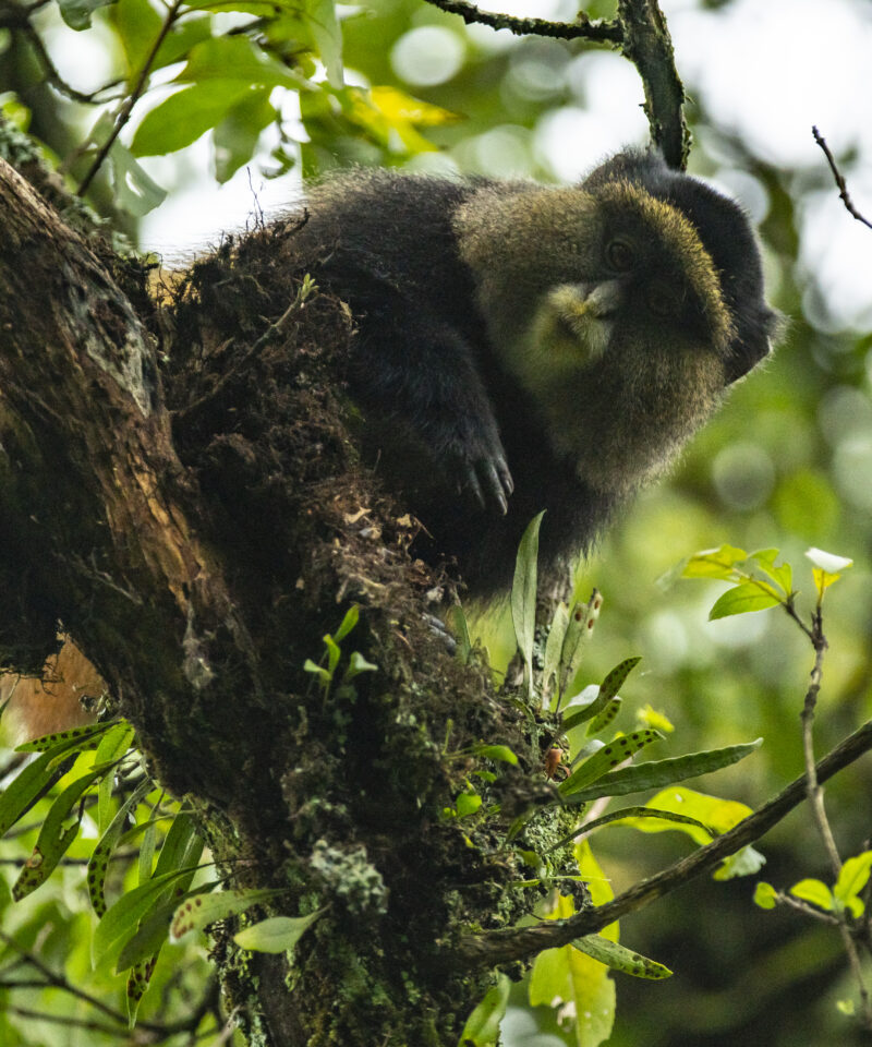 golden monkey trekking in rwanda