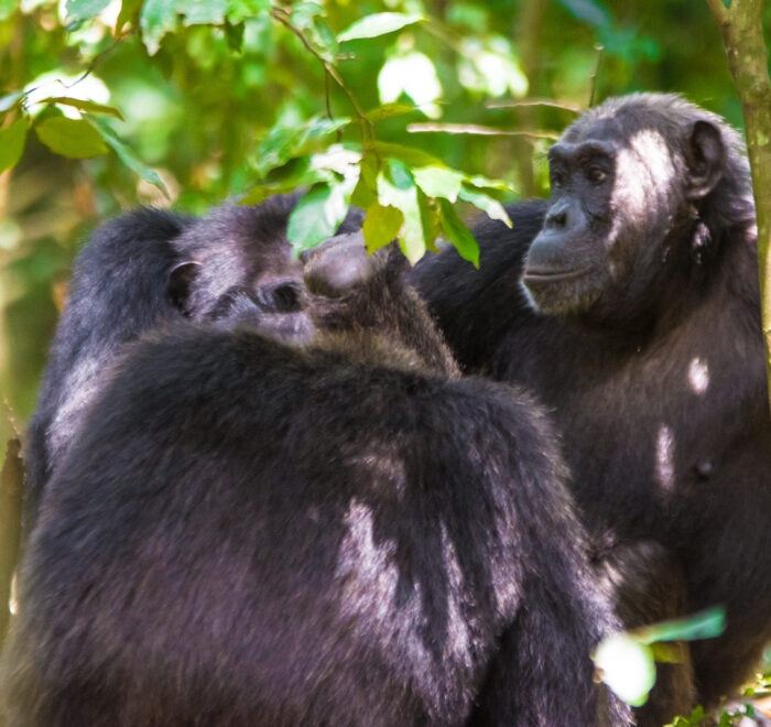 chimp trekking in uganda