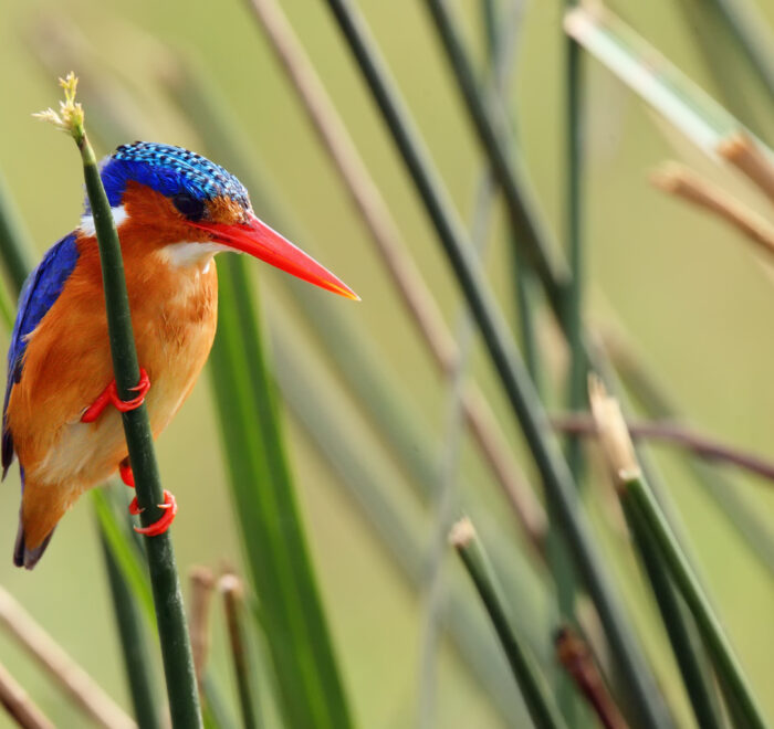 exploring the magical uganda