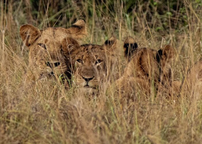 game drive safari in murchison falls national park