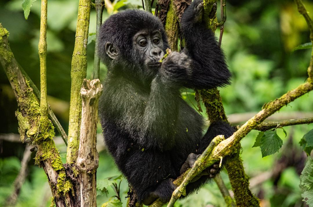 bwindi impenetrable forest national park