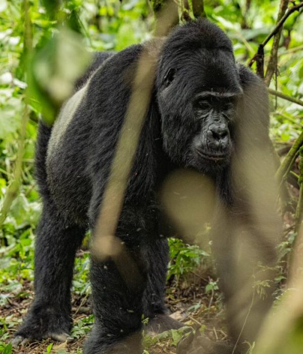 gorilla trekking in volcanoes national park