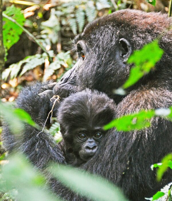 bwindi impenetrable forest national park