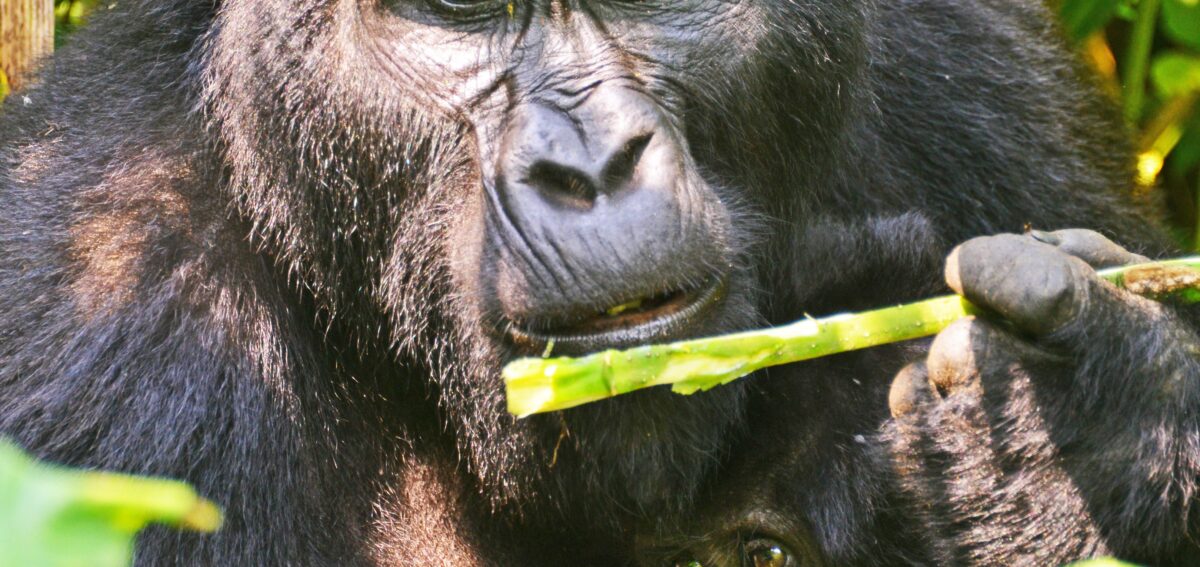 gorilla trekking in uganda