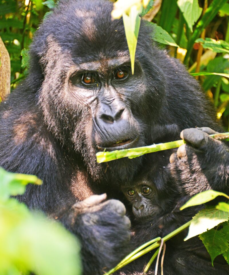 gorilla trekking in uganda