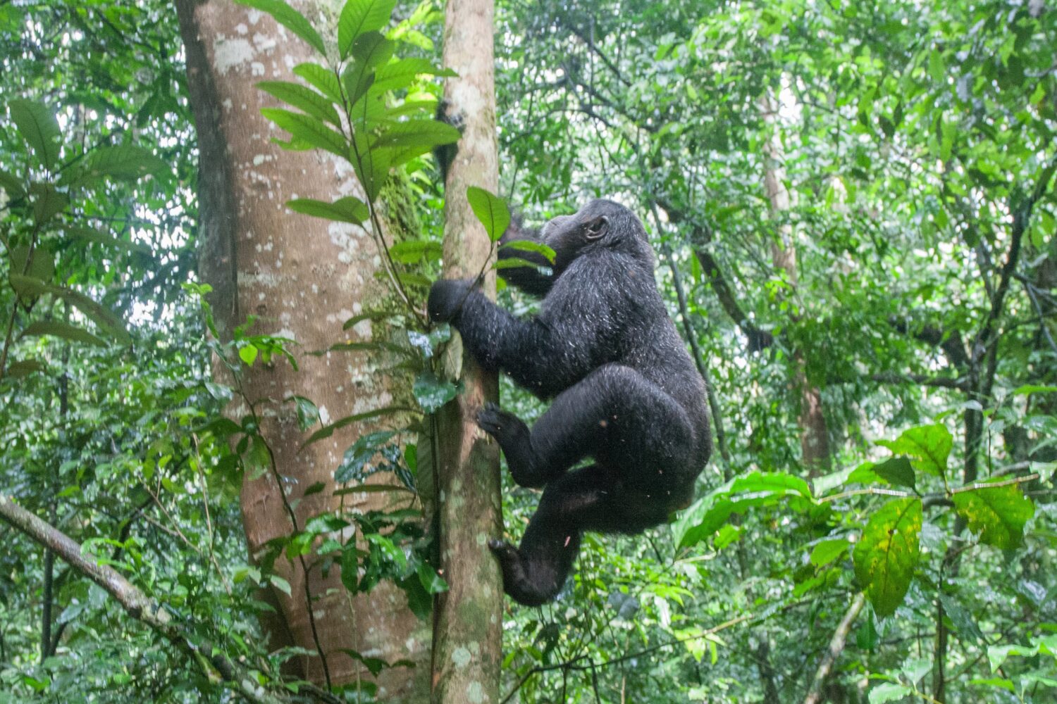 uganda mountain climbing tree