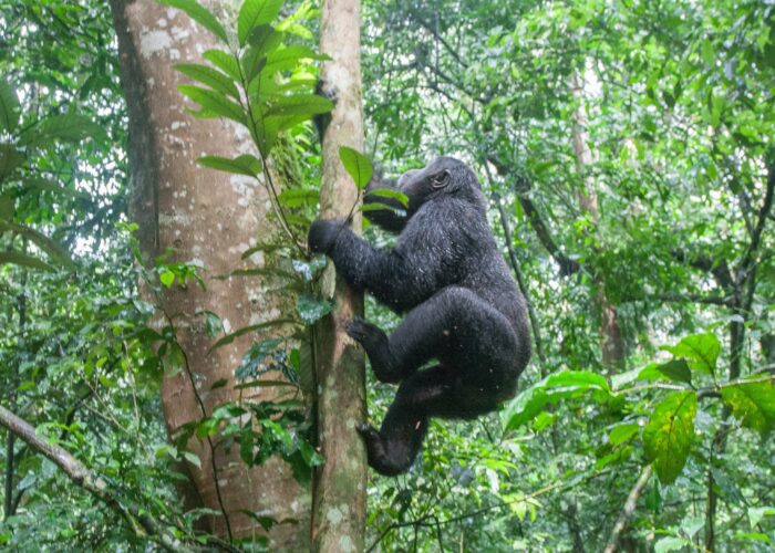 mountain climbing tree